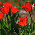Red Tulips in Spring